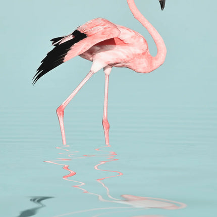Flamingo in het Water canvas schilderij – afbeelding 5